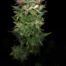 Cannabis Sativa 1